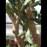 Opuntia Elatior (fam. Cactacees) (Amerique centrale, Colombie) (12)